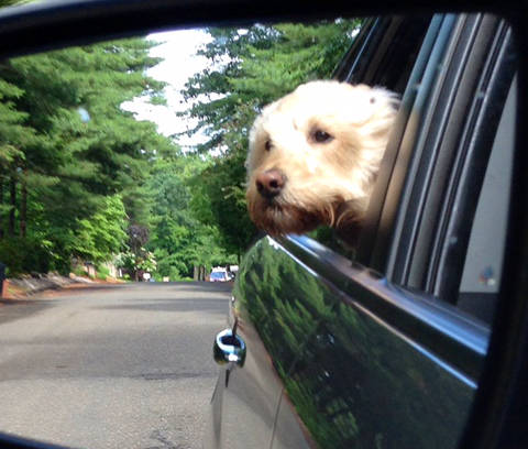 Dog enjoying a car ride with Animal Instincts Pet Sitting